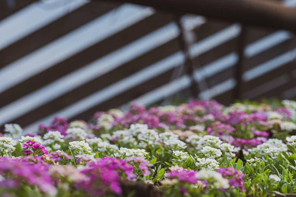 Közelkép Egy Virág Üvegház Kék Csíkos Tető Dekoratív Háttér — Stock Fotó