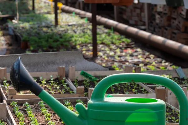 Bibit Hijau Kecil Sebuah Pembibitan Sebuah Rumah Kaca Musim Semi — Stok Foto