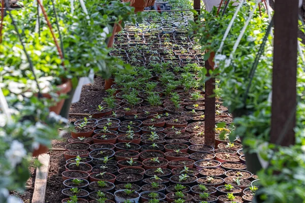 Små Gröna Plantor Plantskola Ett Växthus Våren — Stockfoto