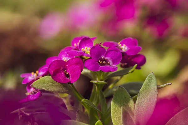 Pequena Planta Cultivada Sementes Lobularia Quarto Crianças Uma Estufa Primavera — Fotografia de Stock