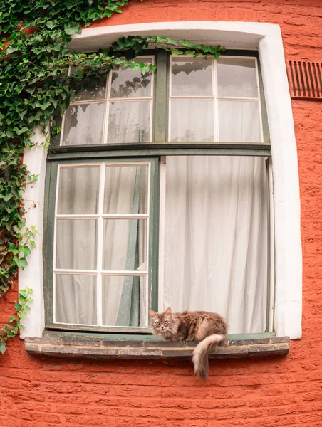 Cute cat lying by the windowsill of the house with red wall in Bruges, Belgium.