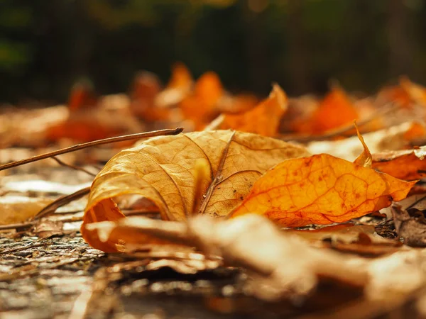 A close shot of an alone but beautiful dry leaf in the garden of Ataturk Arboretum on an autumn day, in Istanbul, Turkey.