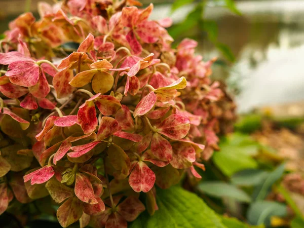 A close-up shot of a beautiful red and pink flower in the garden of Ataturk Arboretum in Istanbul, Turkey.