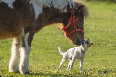 Friendship between a pony horse and a Jack russell terrier dog