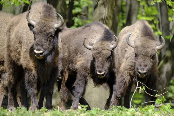 Three European Wood Bisons Wisent Bison Bonasus Woods — Fotografia de Stock