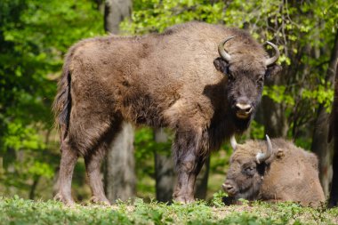 İki Avrupalı bizon Wisent, Bison Bonasus ormanda