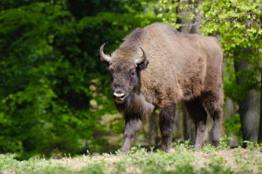 Avrupa Bizonu Wisent, Bison Bonasus Ormanda