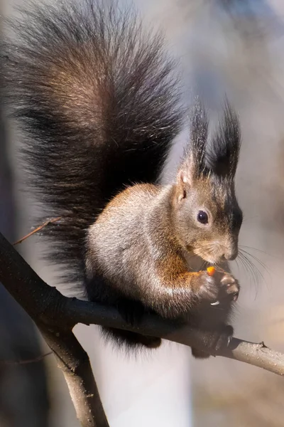 Evropská Veverka Sciurus Vulgaris Ořech Stromě — Stock fotografie