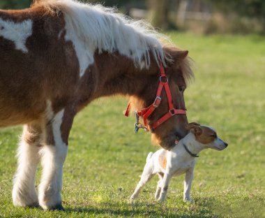 Bir midilli atı ile Jack Russell Terrier arasındaki arkadaşlık.