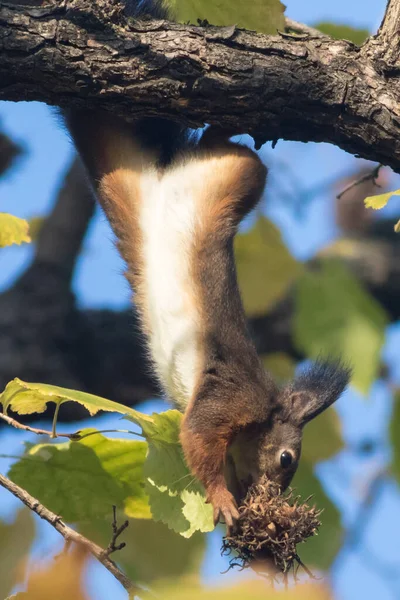 Roztomilé Evropské Červené Veverky Sciurus Vulgaris Lískový Ořech Stromě — Stock fotografie