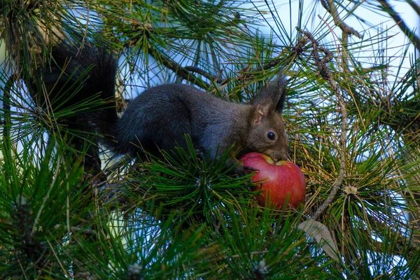 Roztomilá Evropská Veverka Sciurus Vulgaris Červené Jablko Stromě — Stock fotografie