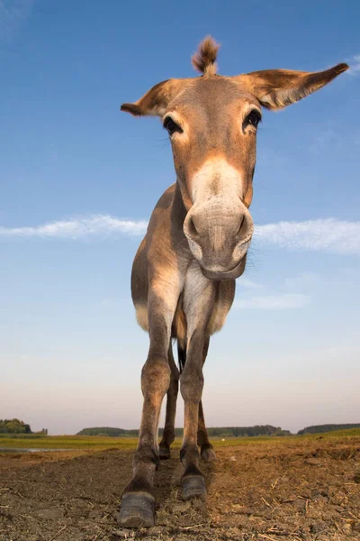 Divertidos Dibujos Animados Como Burro Los Pastizales — Foto de Stock