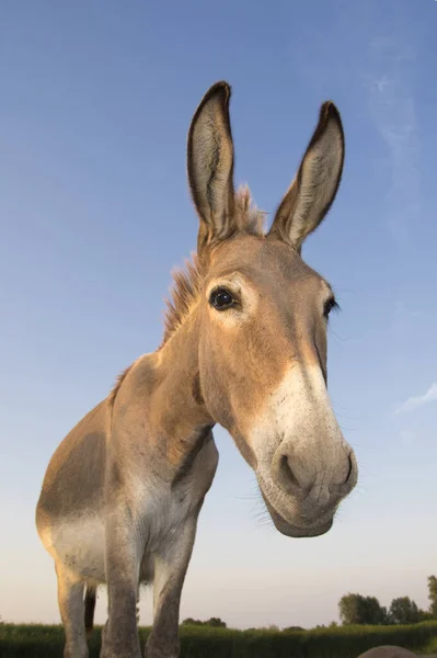 Porträt Eines Lustigen Braunen Esels Über Den Blauen Himmel — Stockfoto