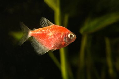 Aquarium fish. Black tetra. Gymnocorymbus ternetzi in the aquarium.