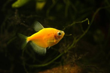 Aquarium fish. Black tetra. Gymnocorymbus ternetzi. Yellow  variant on the aquarium