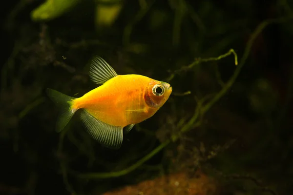 Aquarium Fish Black Tetra Gymnocorymbus Ternetzi Yellow Variant Aquarium — Stockfoto