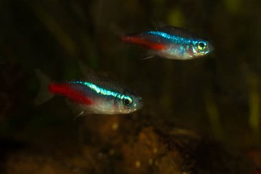 Two Neon tetra Paracheirodon innesi freshwater aquarium fish in the pond
