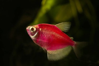 Aquarium fish. Black tetra. Gymnocorymbus ternetzi. Red fish on the black backround.