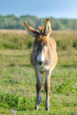 Cute brown baby donkey on the pasture
