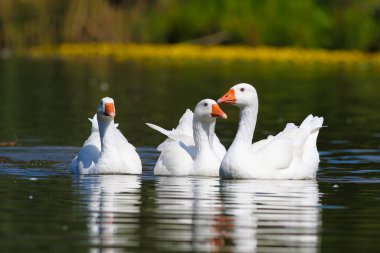 Three white domestic geese swiming  in the lake