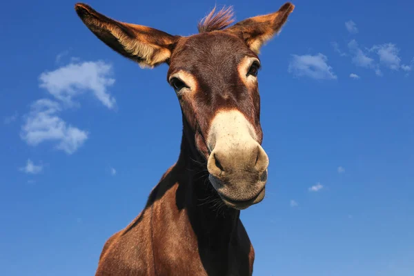Portrait of funny brown cartoon like donkey