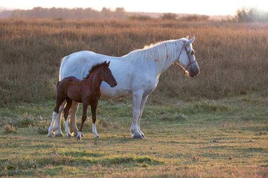 Two horses, brown foal and white mother on the pasture