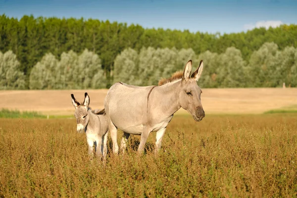 Grey Cute Baby Donkey Mother Summer Pasture — Photo