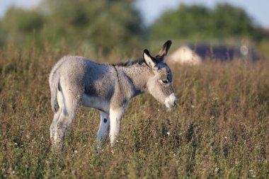Wild Gray Baby donkey on the pasture