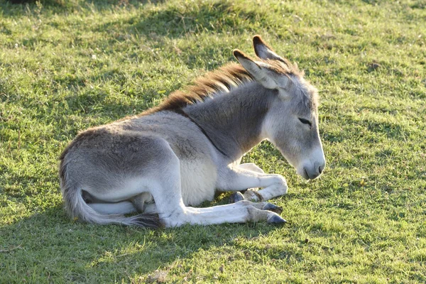 Baby Gray Donkey Lies Meadow — ストック写真