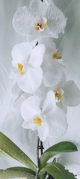 Flores Brancas Bonitas Orchid Fundo Azul — Fotografia de Stock