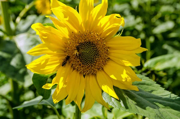 Ett Par Bin Som Samlar Nektar Och Pollen Från Mitten — Stockfoto