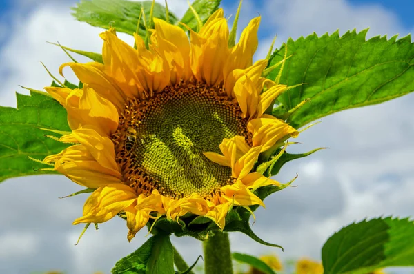 Ett Honungsbi Som Samlar Nektar Och Även Pollen Från Solros — Stockfoto