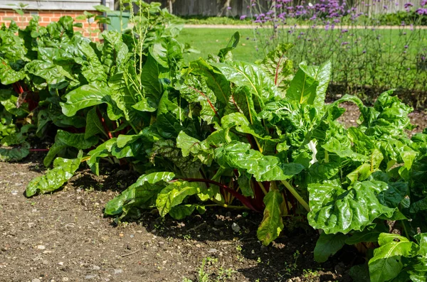 Leafy Vegetable Ruby Chard Growing Vegetable Patch Garden Viewed Sunny — Stock Photo, Image