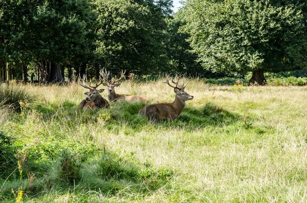 Tres Ciervos Rojos Descansando Sombra Durante Temporada Celo — Foto de Stock