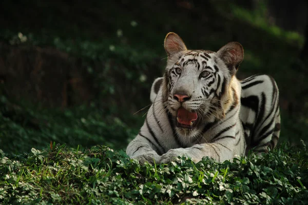 Tigre Deitado Olhando Para Longe — Fotografia de Stock