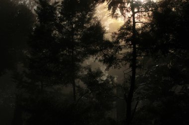 Güneş tepedeki ormanda yükseliyor Nandi tepeleri, Bangalore, Karnataka, Hindistan