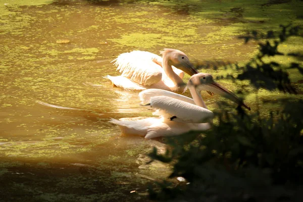 Zwei Weiße Pelikane Schwimmen Wasser Des Indira Gandhi Zoologischen Parks — Stockfoto