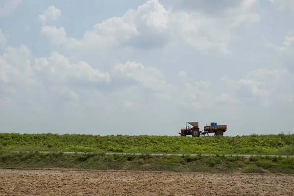New type of black gram cultivation on lake shore using tractor