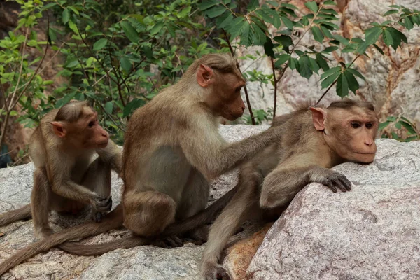 Perfect Ordination Monkeys Clean Bugs Hair — Foto de Stock