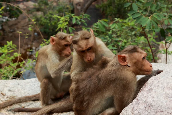 Perfect Ordination Monkeys Clean Bugs Hair — Foto de Stock