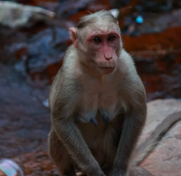 Female Monkey Sitting Rock While Resting Body Tail — стоковое фото