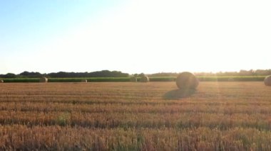 Aerial drone view of wheat and corn fields at sunset in Normandy - France. High quality video of agriculture and harvesting