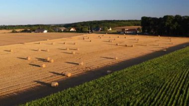 Aerial drone view of wheat and corn fields at sunset in Normandy - France. High quality video of agriculture and harvesting