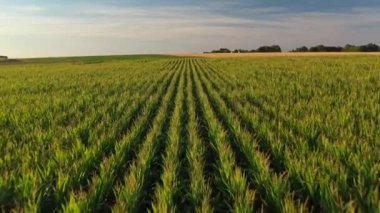 Aerial drone view of wheat and corn fields at sunset in Normandy - France. High quality video of agriculture and harvesting