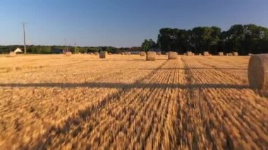 Aerial drone view of wheat and corn fields at sunset in Normandy - France. High quality video of agriculture and harvesting