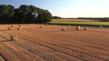 Aerial drone view of wheat and corn fields at sunset in Normandy - France. High quality video of agriculture and harvesting