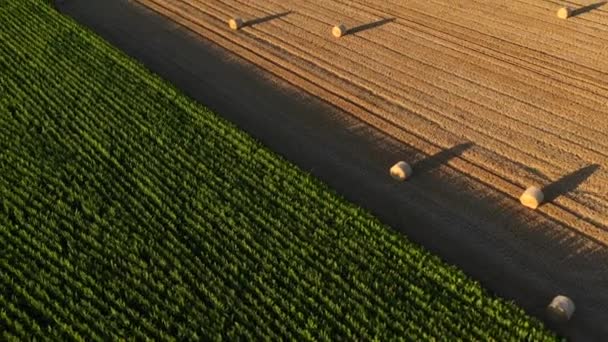 Aerial Drone View Wheat Corn Fields Sunset Normandy France High — Stockvideo