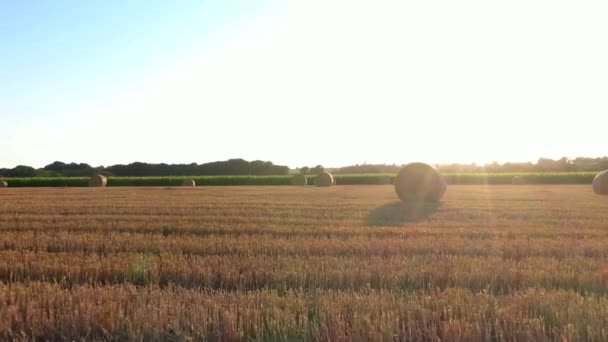 Aerial Drone View Wheat Corn Fields Sunset Normandy France High — Αρχείο Βίντεο