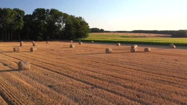 Aerial Drone View Wheat Corn Fields Sunset Normandy France High — стокове відео