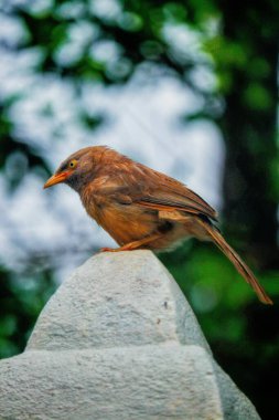 Yeşil gözlü şirin serçenin yakın görüntüsü